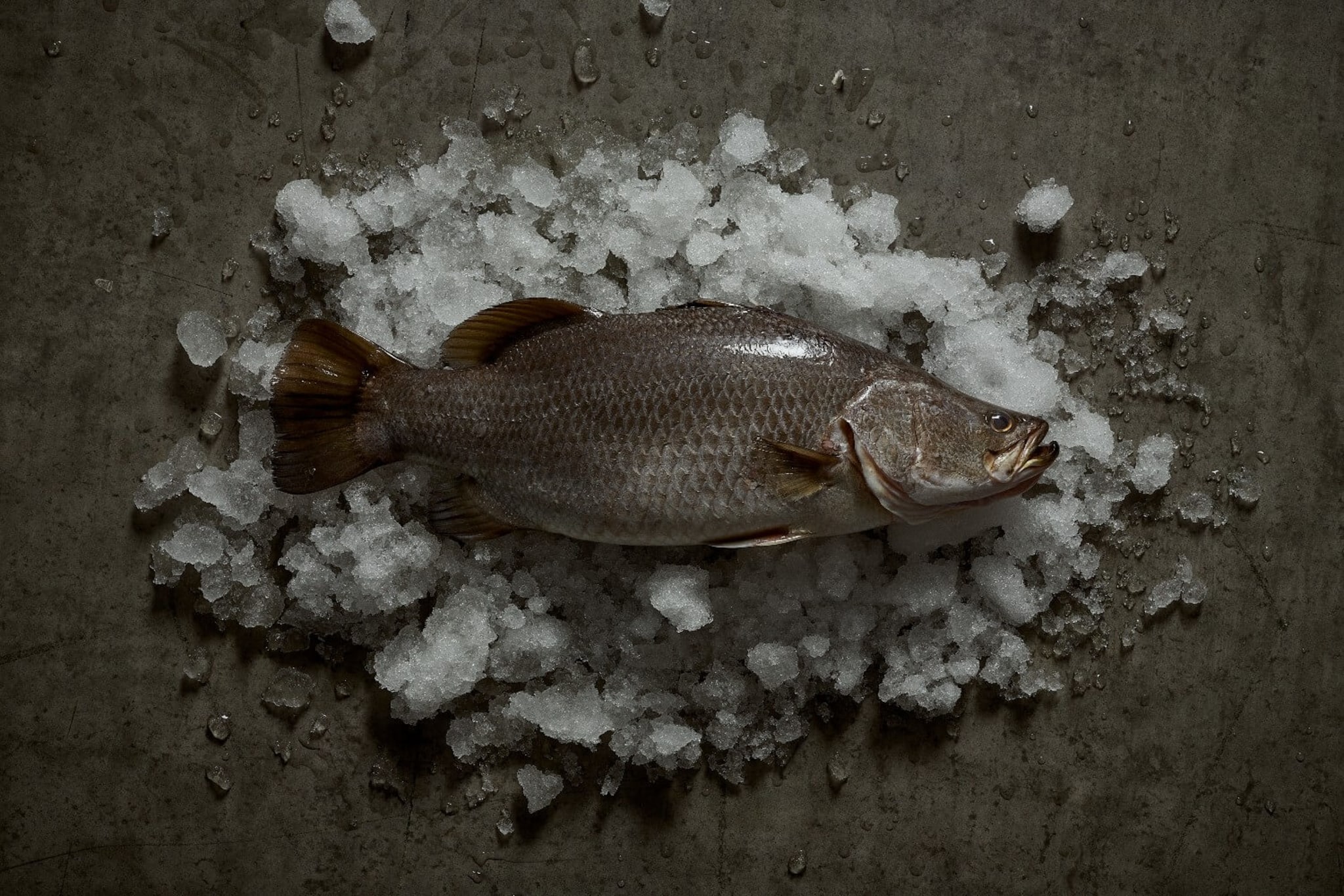 Infinity Blue Barramundi